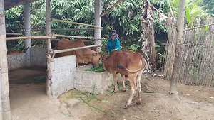 Chương trình hỗ trợ và tập huấn kỹ thuật chăn nuôi bò cái giống sinh sản cho người nghèo 